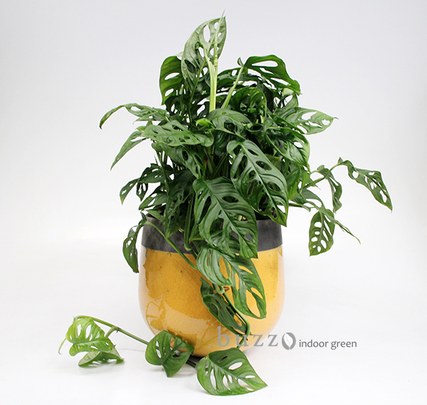 モンステラ フリードリヒスターリー｜buzz